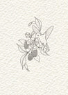 Hummingbird & blackberry