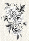 Wild roses & pollinator