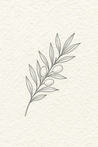 Olive Branch