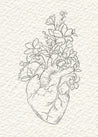 Anatomical Botanical