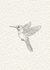 Hummingbird 4